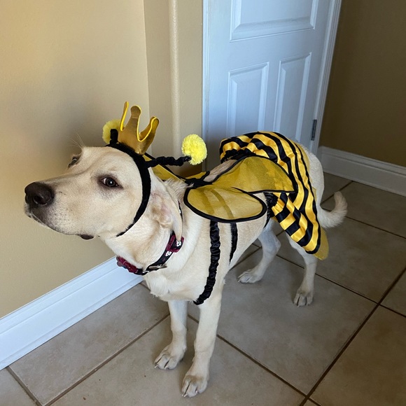 Meet your Posher, Lucinda ❣ - Picture 5 of 5